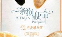 电影一条狗的使命在线观看